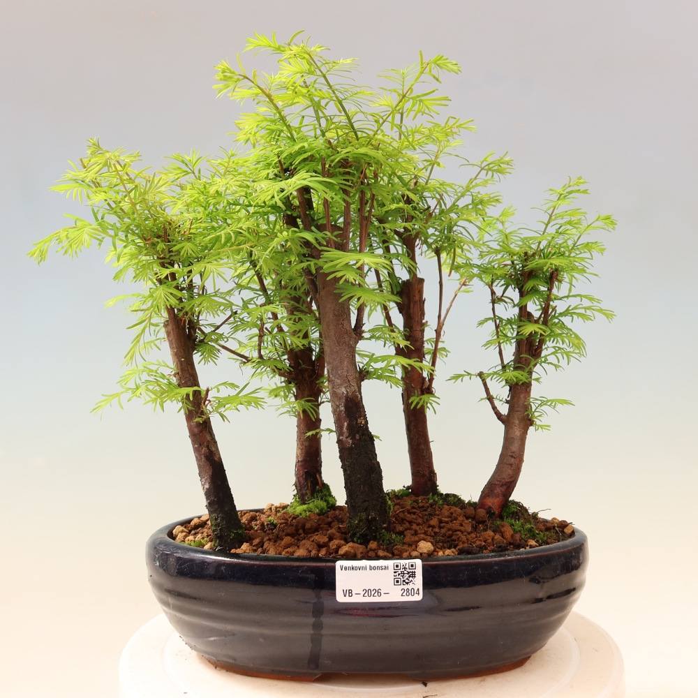 Bonsaï d'extérieur - Metasequoia glyptostroboides - Métaséquoia de Chine - petit bosquet