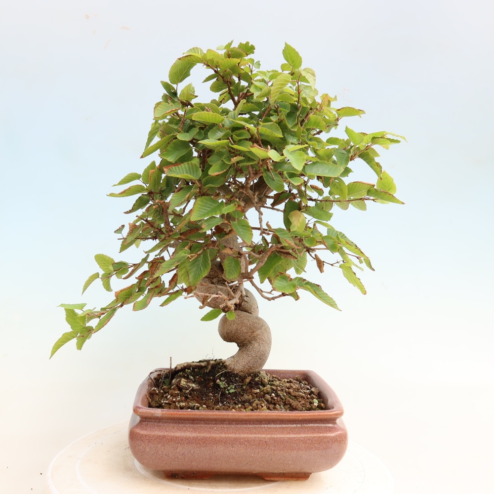 Bonsaï d'extérieur -Carpinus CARPINOIDES - Charme de Corée