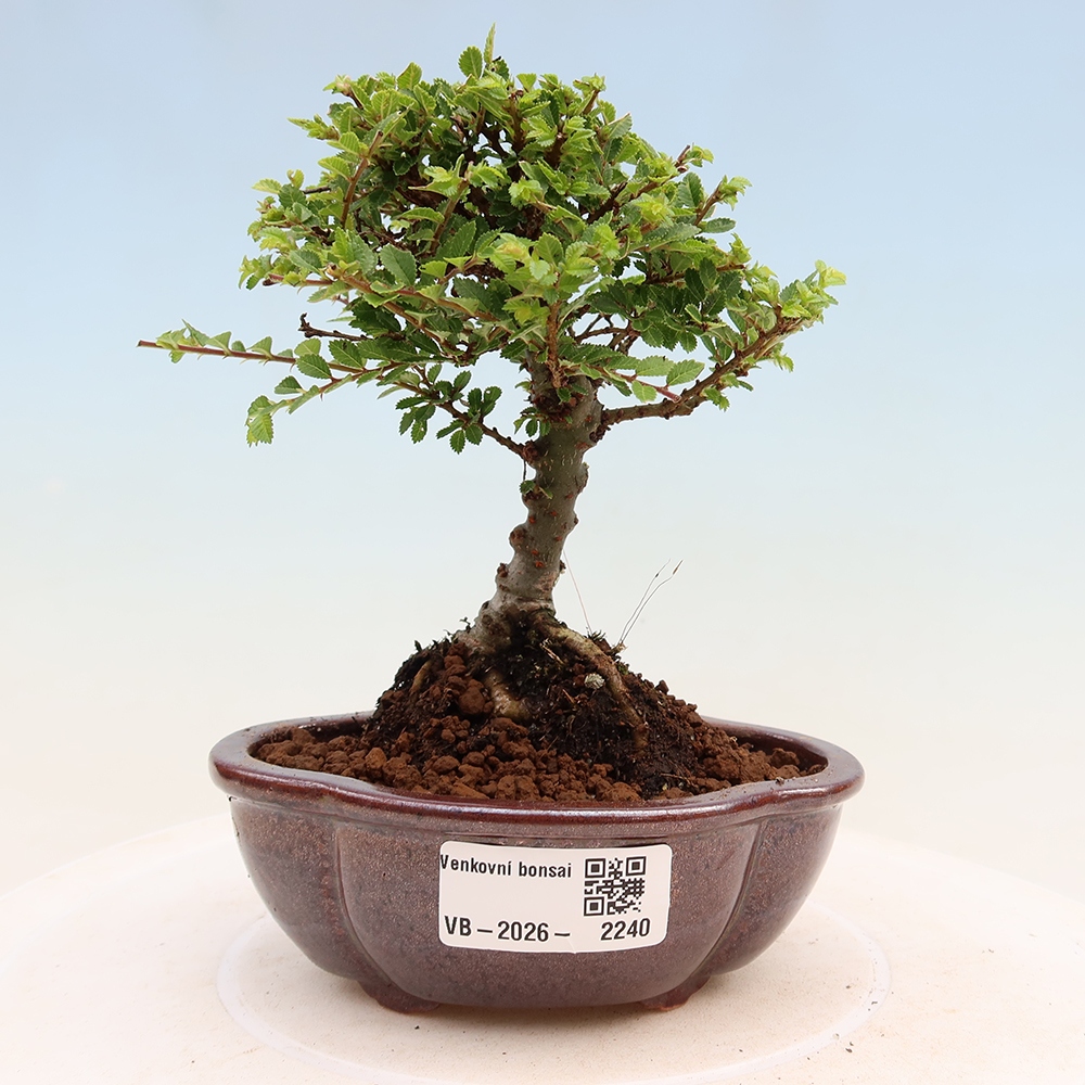 Bonsaï d'extérieur - Ulmus parvifolia Sagei - Orme à petites feuilles