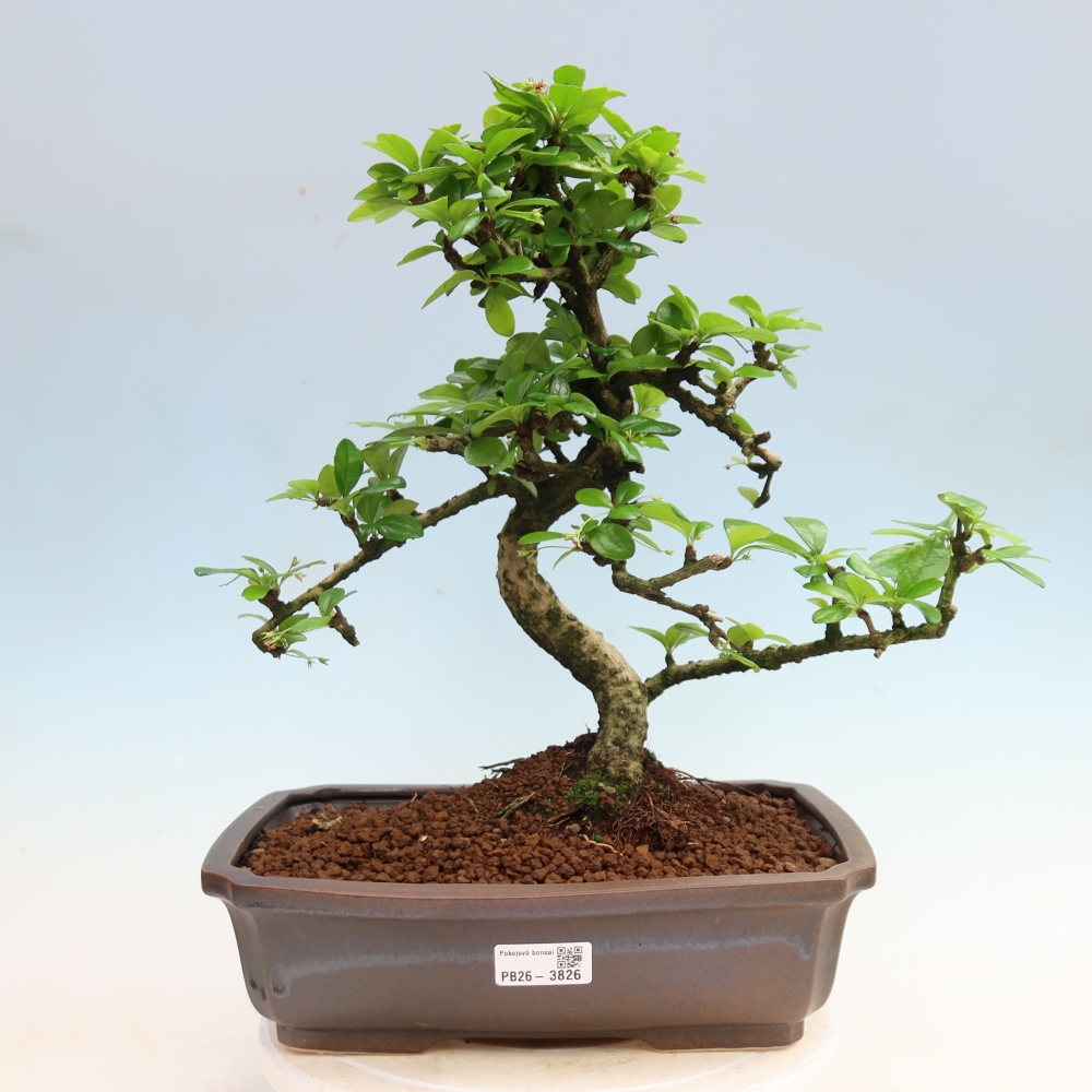 Bonsaï de chambre - Carmona macrophylla - Tea fuki