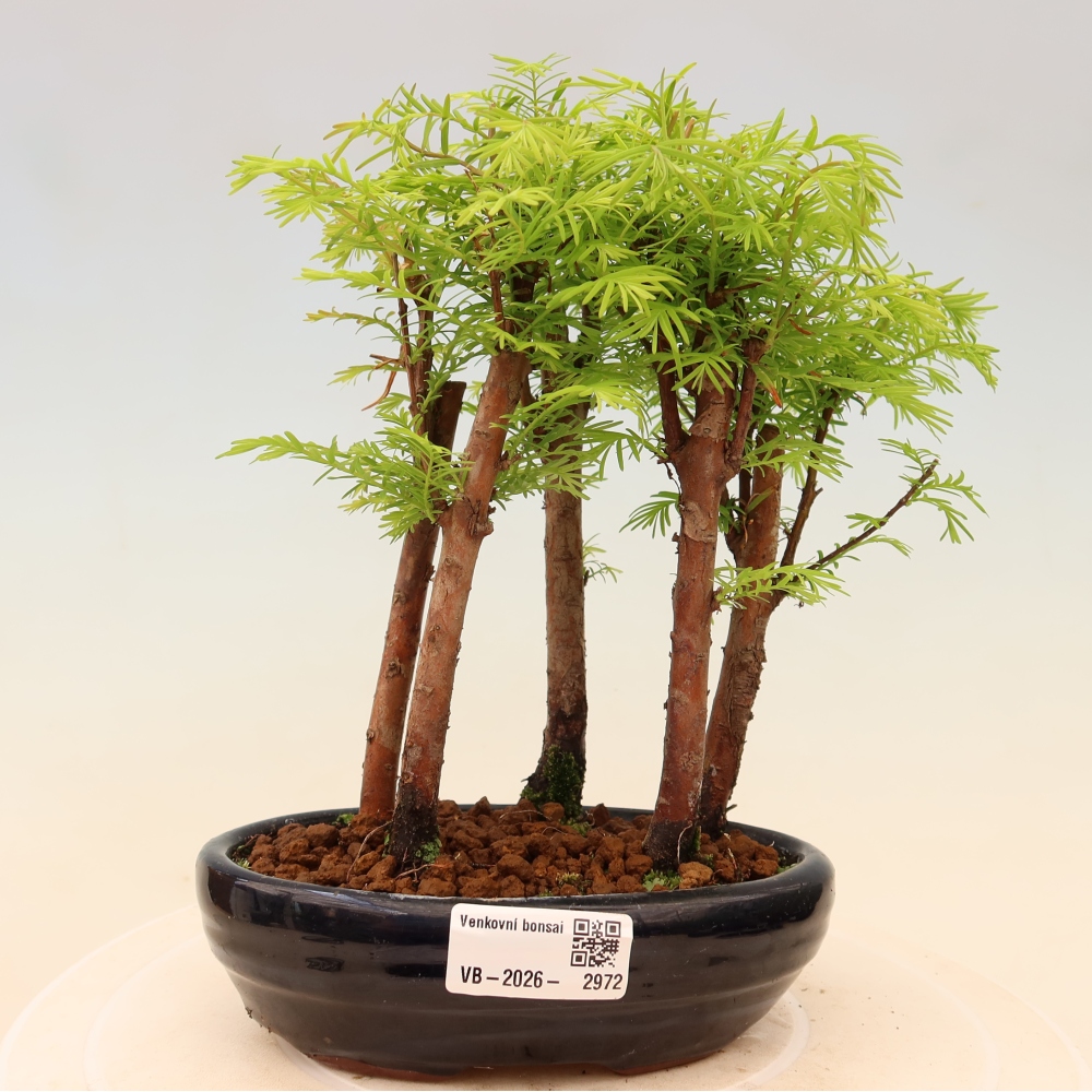 Bonsaï d'extérieur - Metasequoia glyptostroboides - Métaséquoia de Chine - petit bosquet