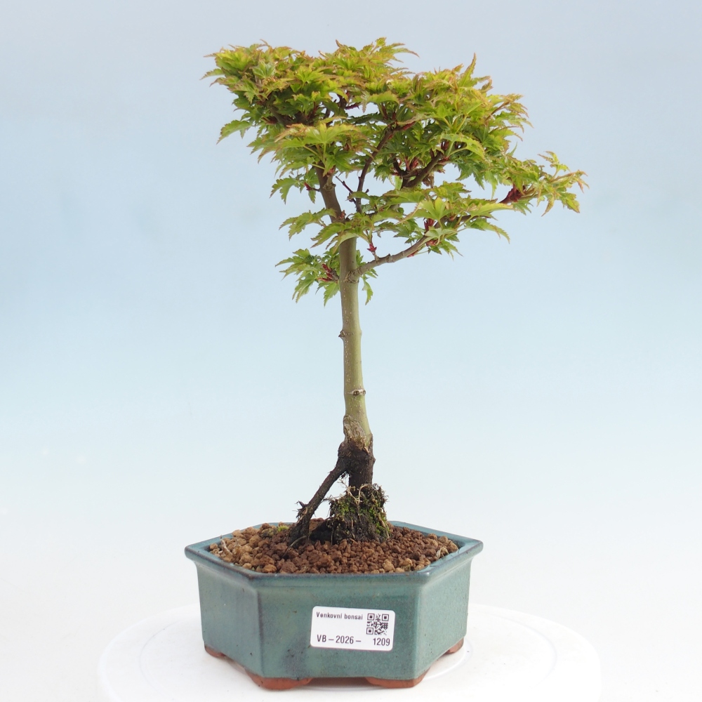 Bonsaï d'extérieur -Javor palm Acer palmatum Shishigashira