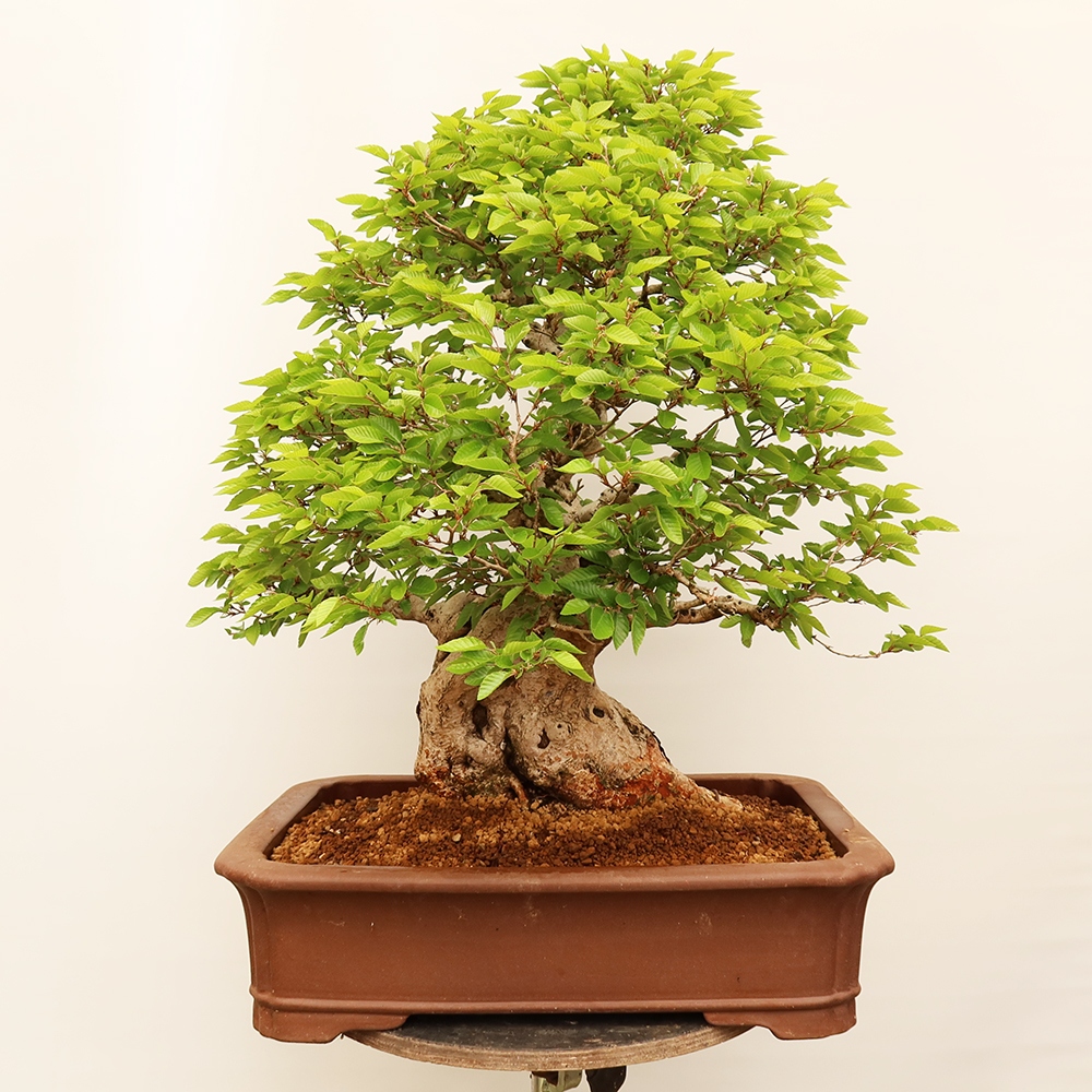 Bonsaï d'extérieur -Carpinus Coreana - Charme de Corée