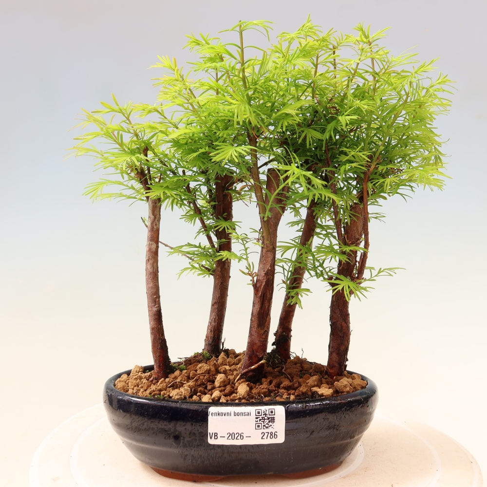 Bonsaï d'extérieur - Metasequoia glyptostroboides - Métaséquoia de Chine - petit bosquet