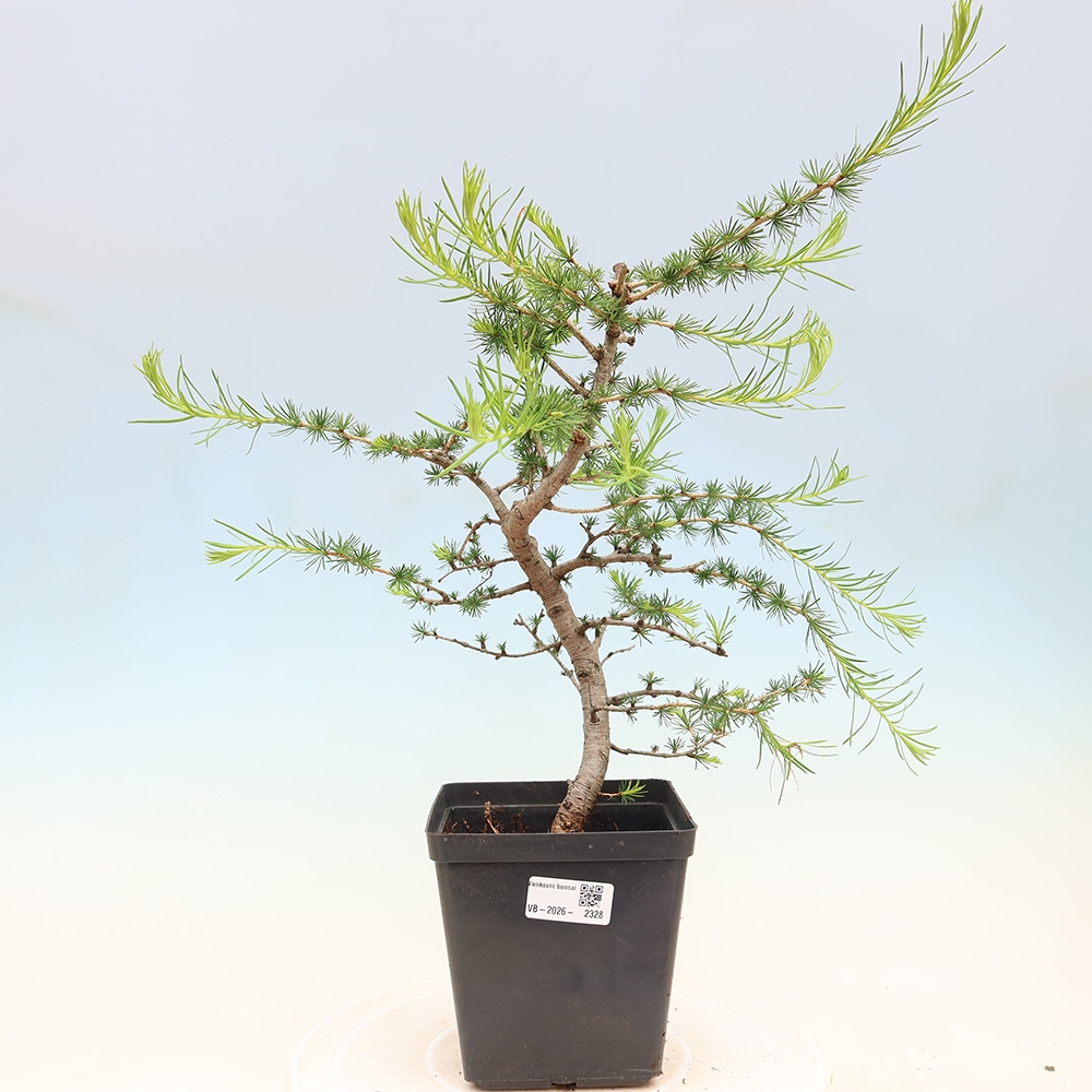 Bonsaï d'extérieur -Larix decidua - Mélèze