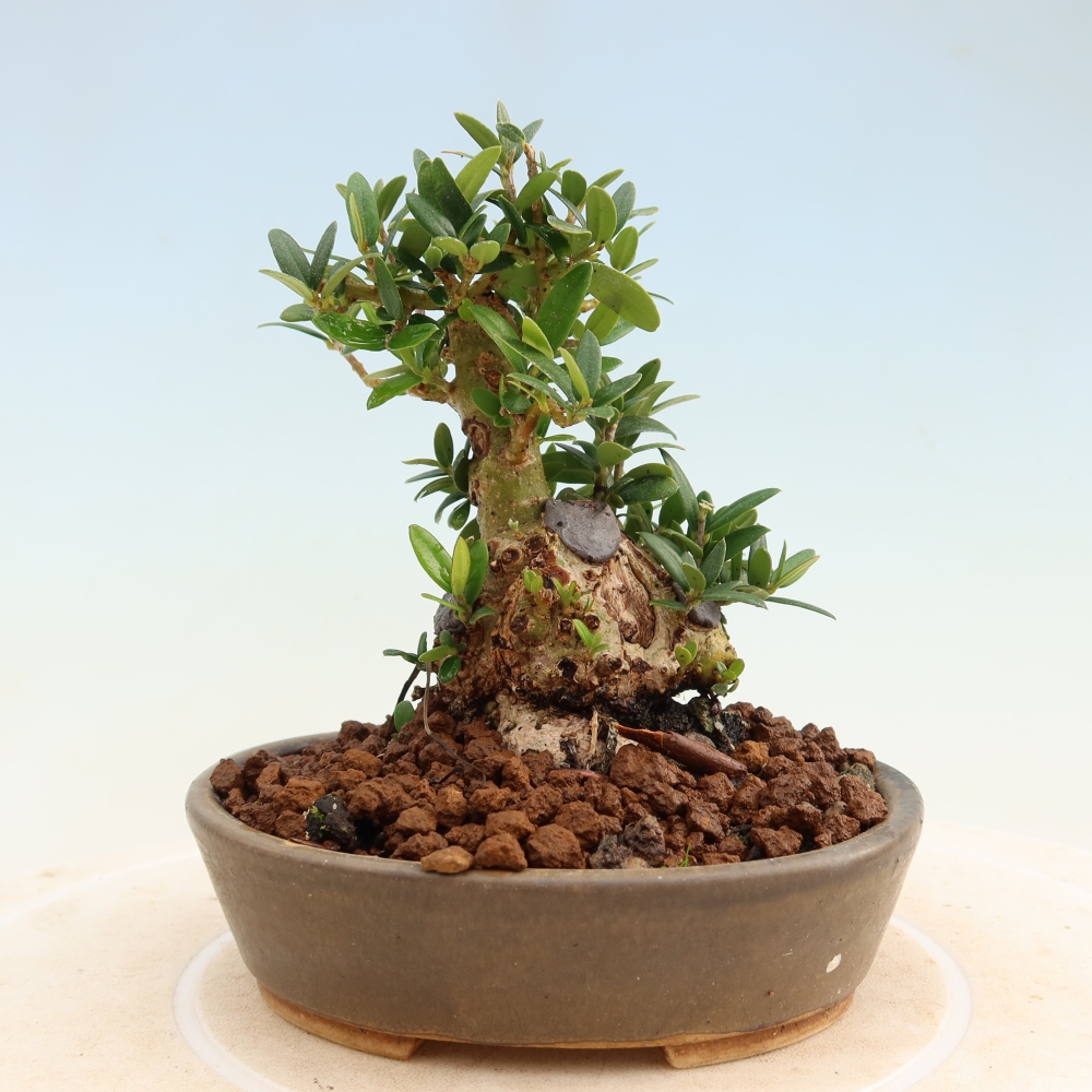 Bonsaï d'intérieur - Olea europaea sylvestris