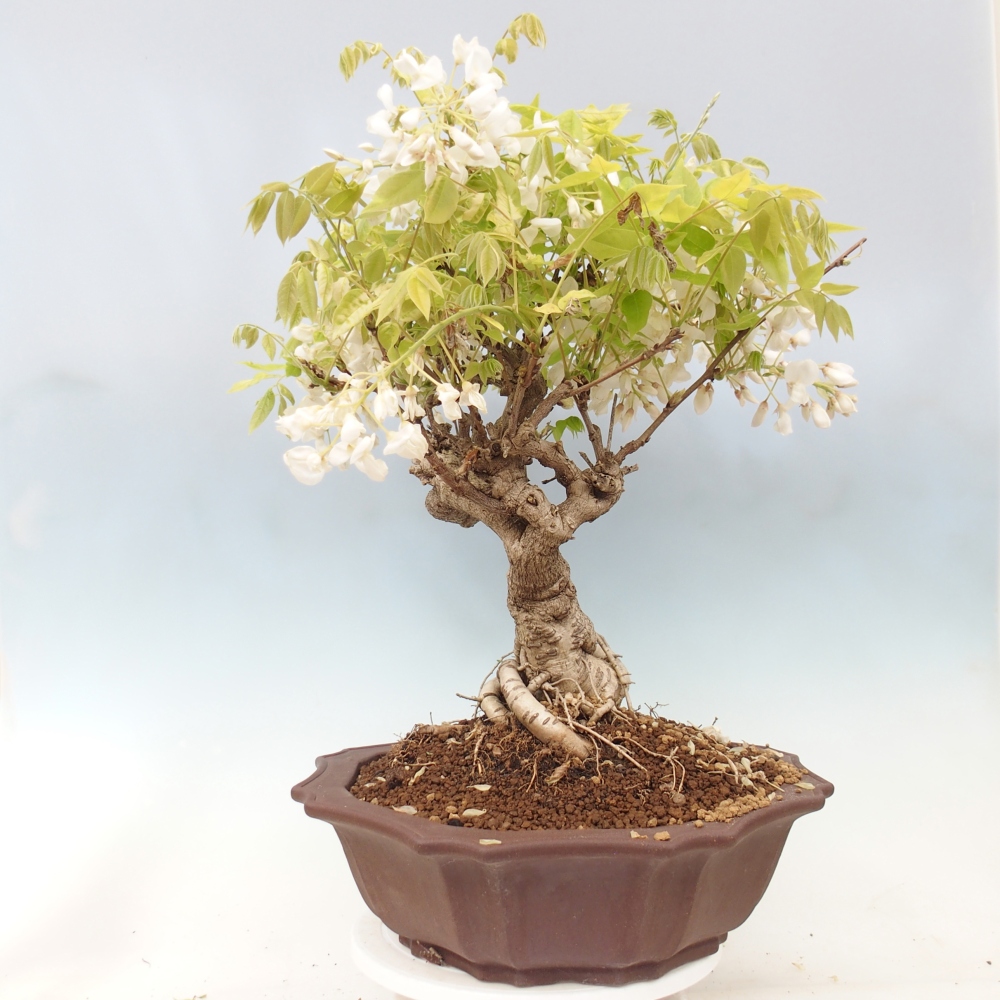 Bonsaï d'extérieur - Vistaria - Wisteria