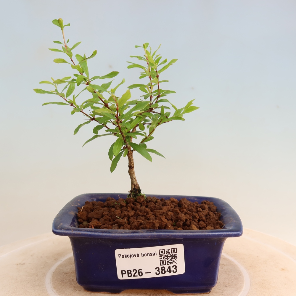 Bonsaï de chambre-PUNICA granatum nana-Pomme grenat