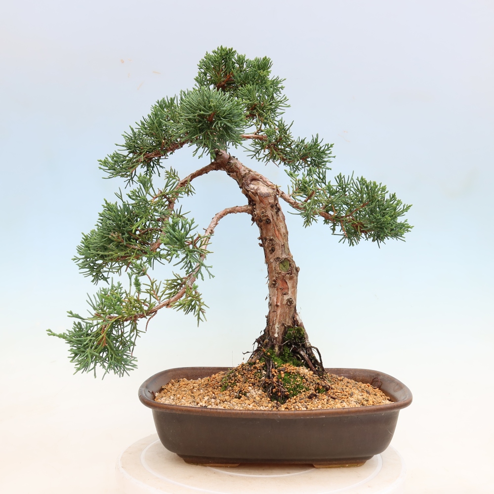 Bonsaï d'extérieur - Juniperus chinensis Kishu