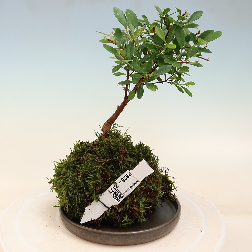 Kokedama avec soucoupe - Syzygium - Pimentier