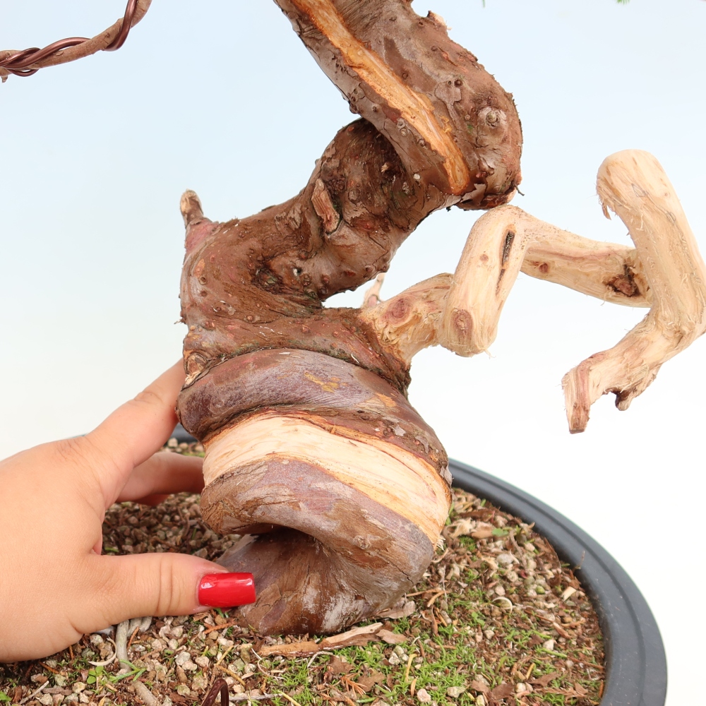Bonsaï d'extérieur - Juniperus chinensis Itoigawa-Juniperus chinensis