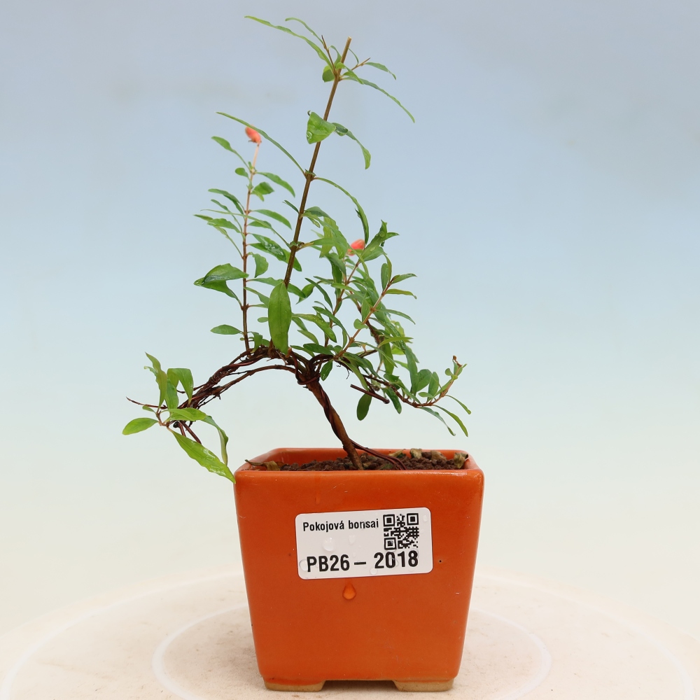 Bonsaï de chambre-PUNICA granatum nana-Pomme grenat