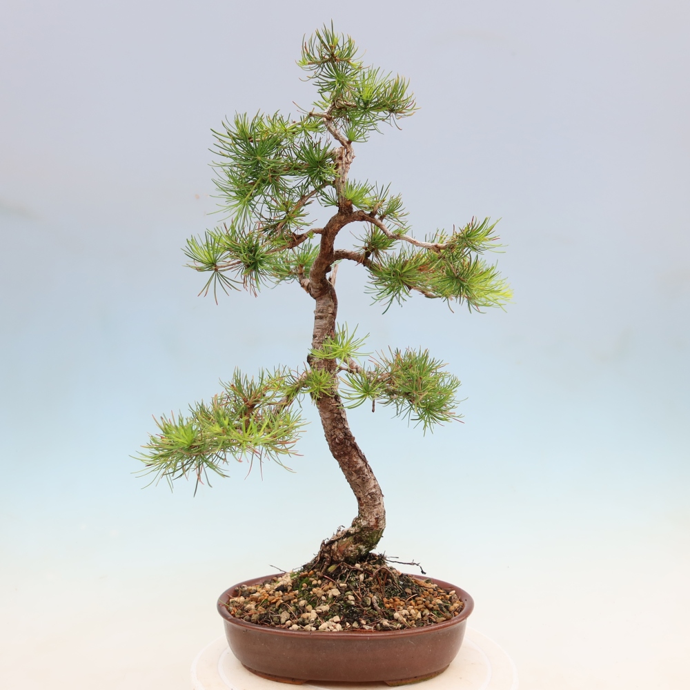 Bonsaï d'extérieur -Larix decidua - Mélèze