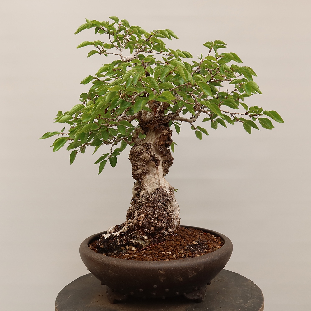 Bonsaï d'extérieur -Carpinus Coreana - Charme de Corée