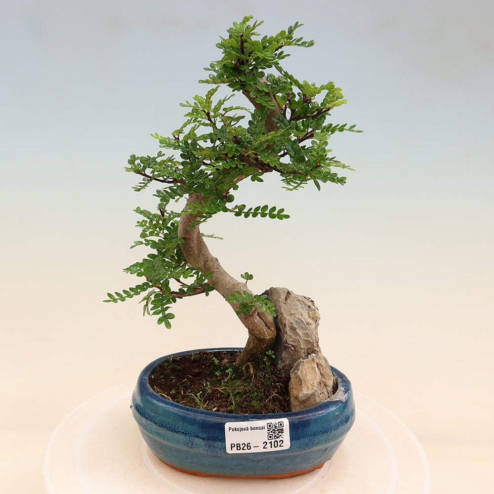 Salle bonsaï - Zantoxylum piperitum - arbre à poivre