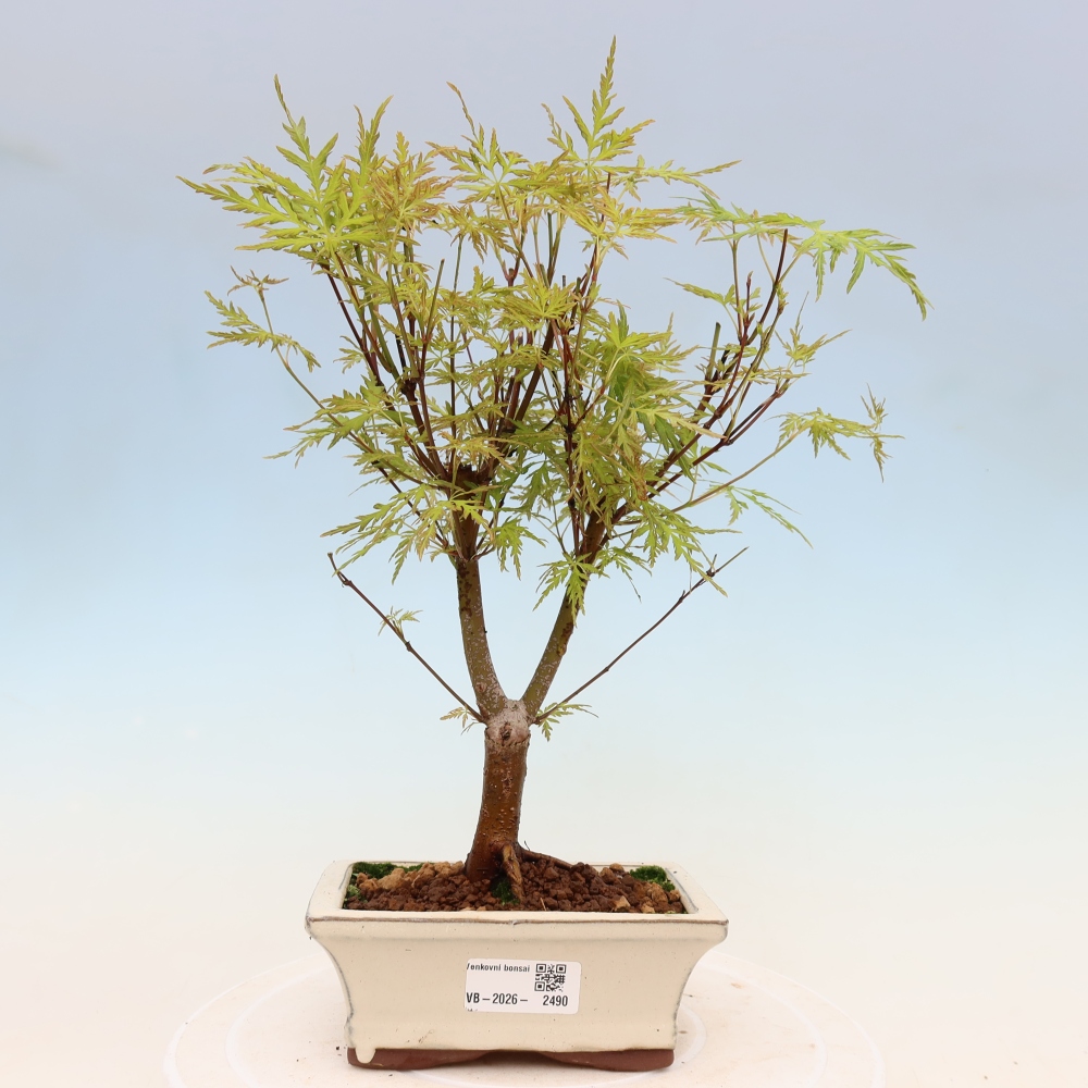 Bonsaï d'extérieur - Acer palmatum Dissectum