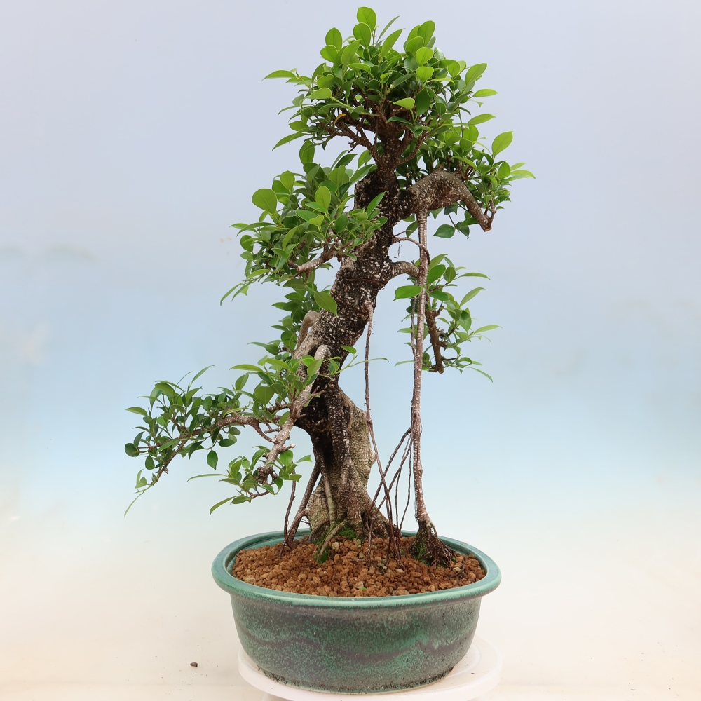 Salle bonsaï - Ficus kimmen - ficus à petites feuilles