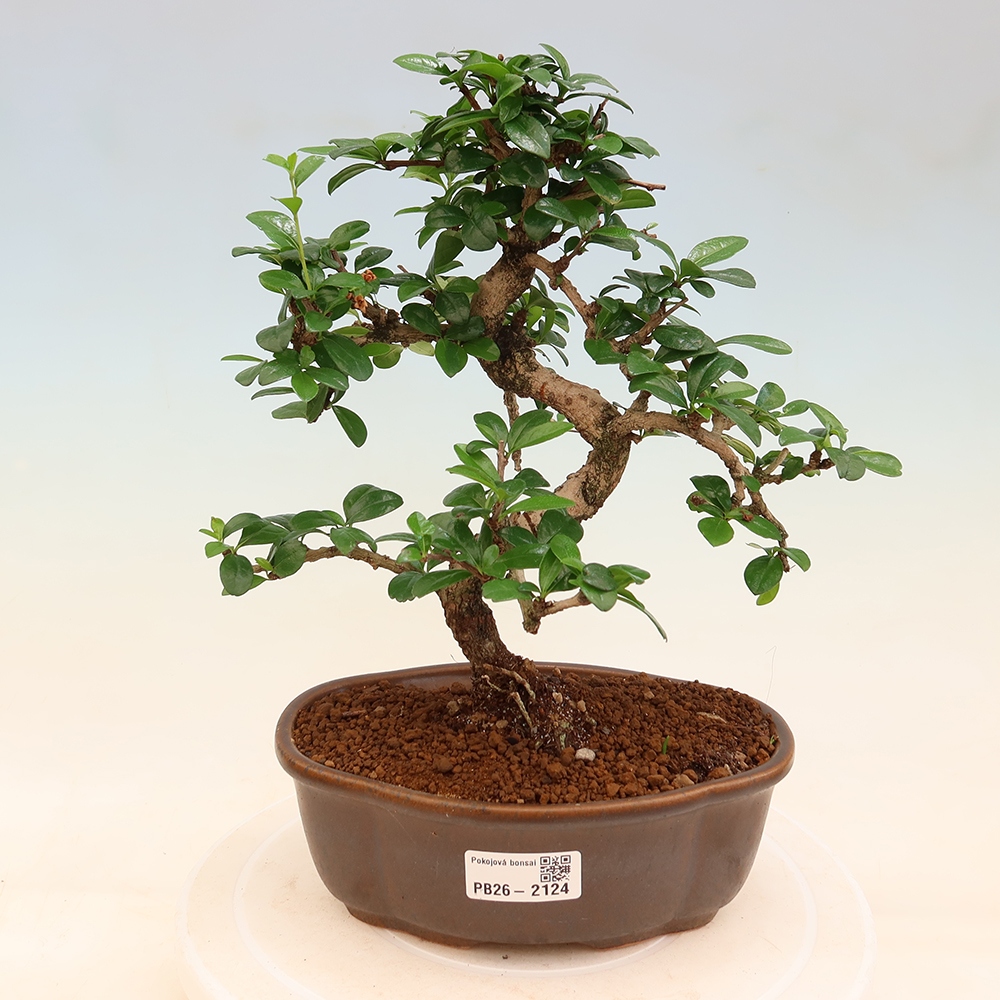 Bonsaï de chambre - Carmona macrophylla - Tea fuki