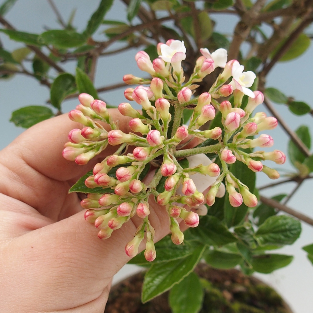 Bonsaï d'extérieur-Kalina Bodnanská - Viburum carlesii hemsi