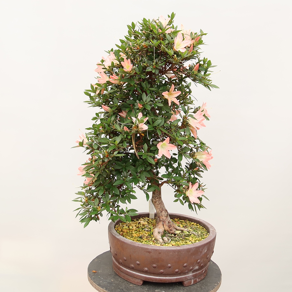 Bonsaï d'extérieur - Azalée japonaise - Azalée CHIHIRO