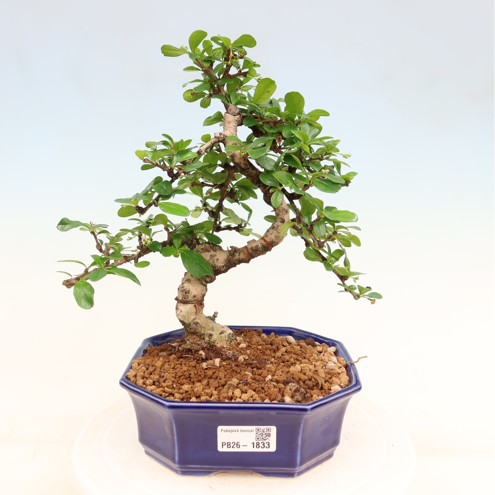 Bonsaï de chambre - Carmona macrophylla - Tea fuki