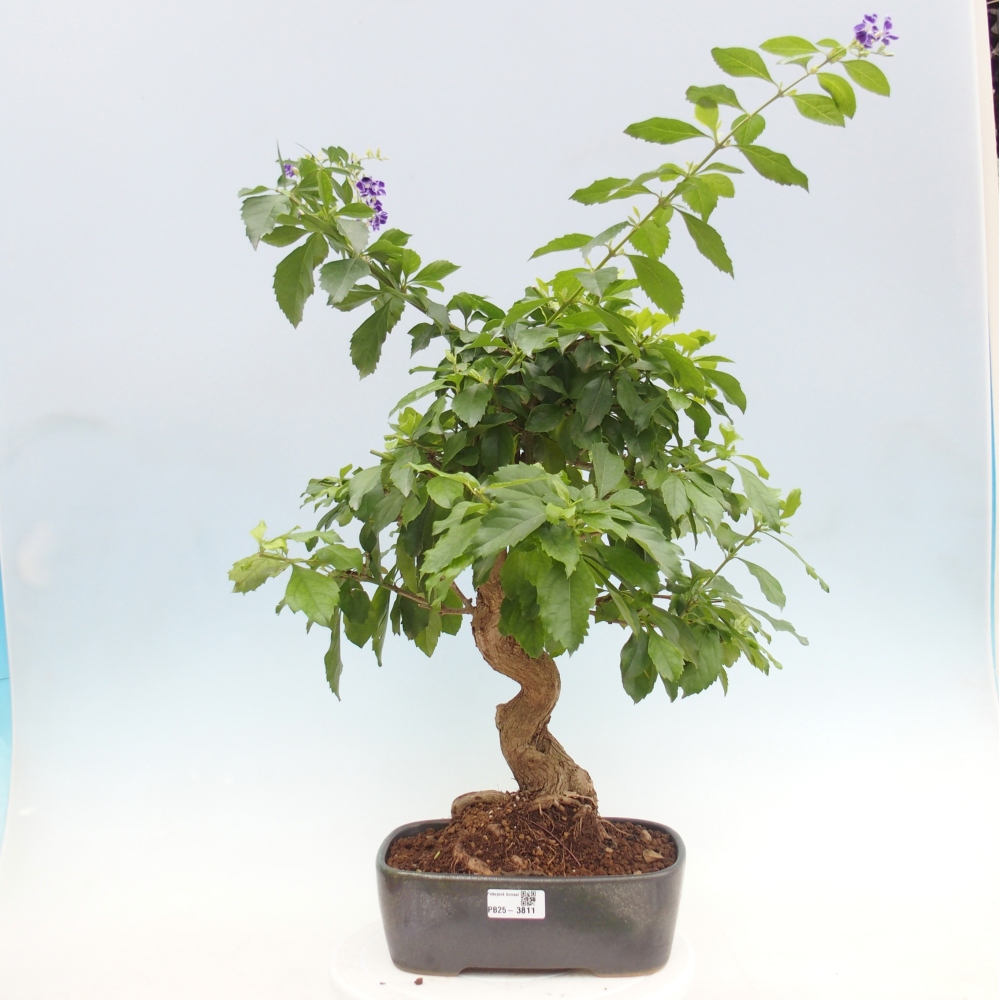 Bonsaï de chambre - Duranta repens -Duranta