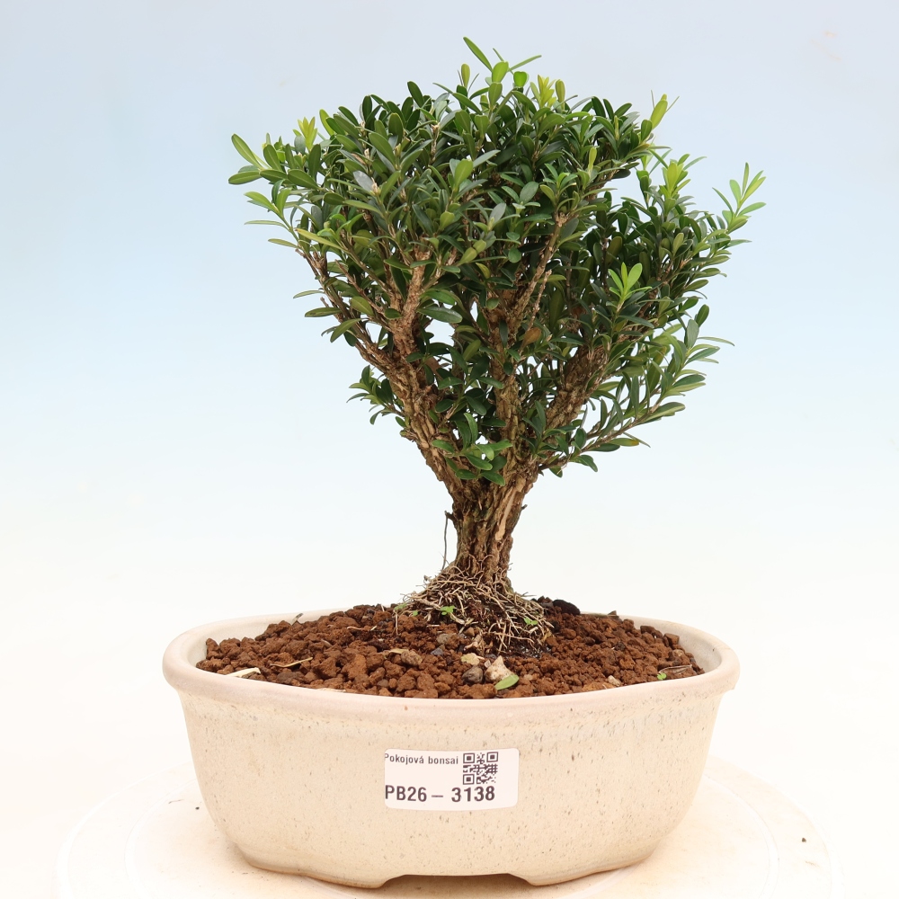 Bonsaï de chambre - Buxus harlandii - buxus liège