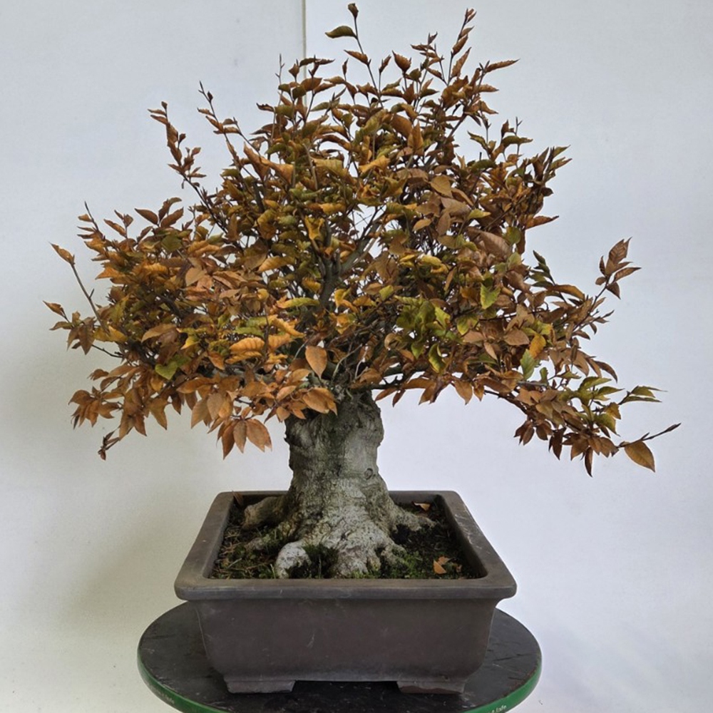 Bonsaï d'extérieur - Fagus crenata