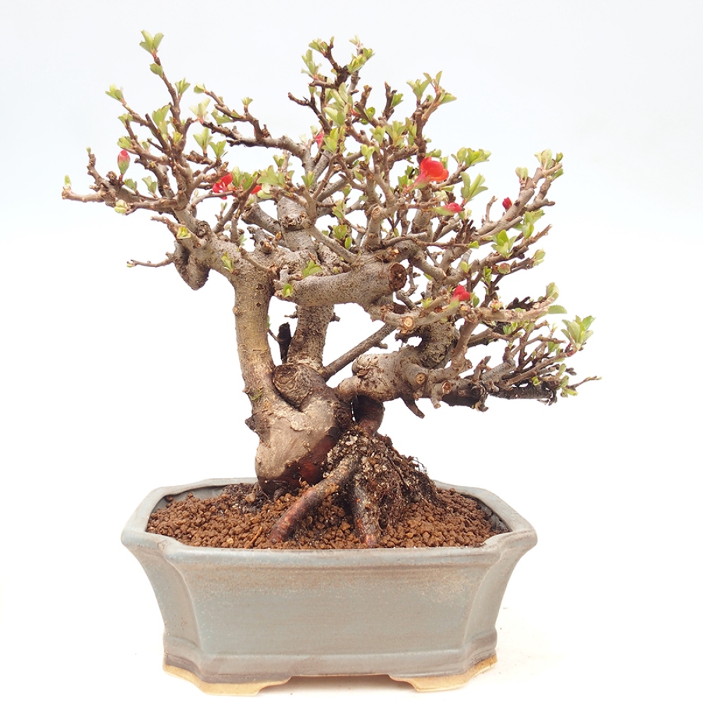 Bonsaï d'extérieur - Chaneomeles speciosa - Coing