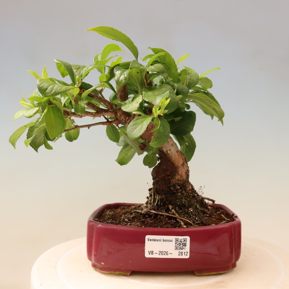 Bonsaï d'extérieur - Celastrus orbiculatus