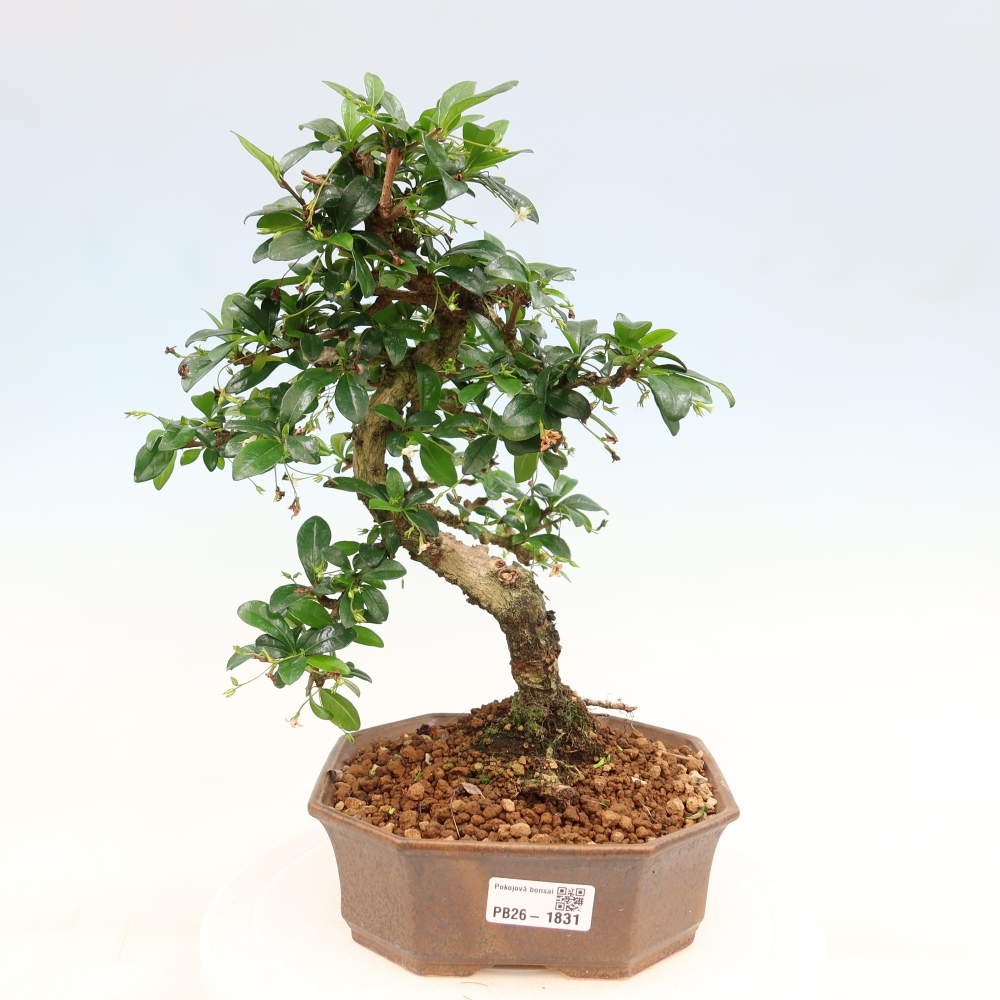 Bonsaï de chambre - Carmona macrophylla - Tea fuki