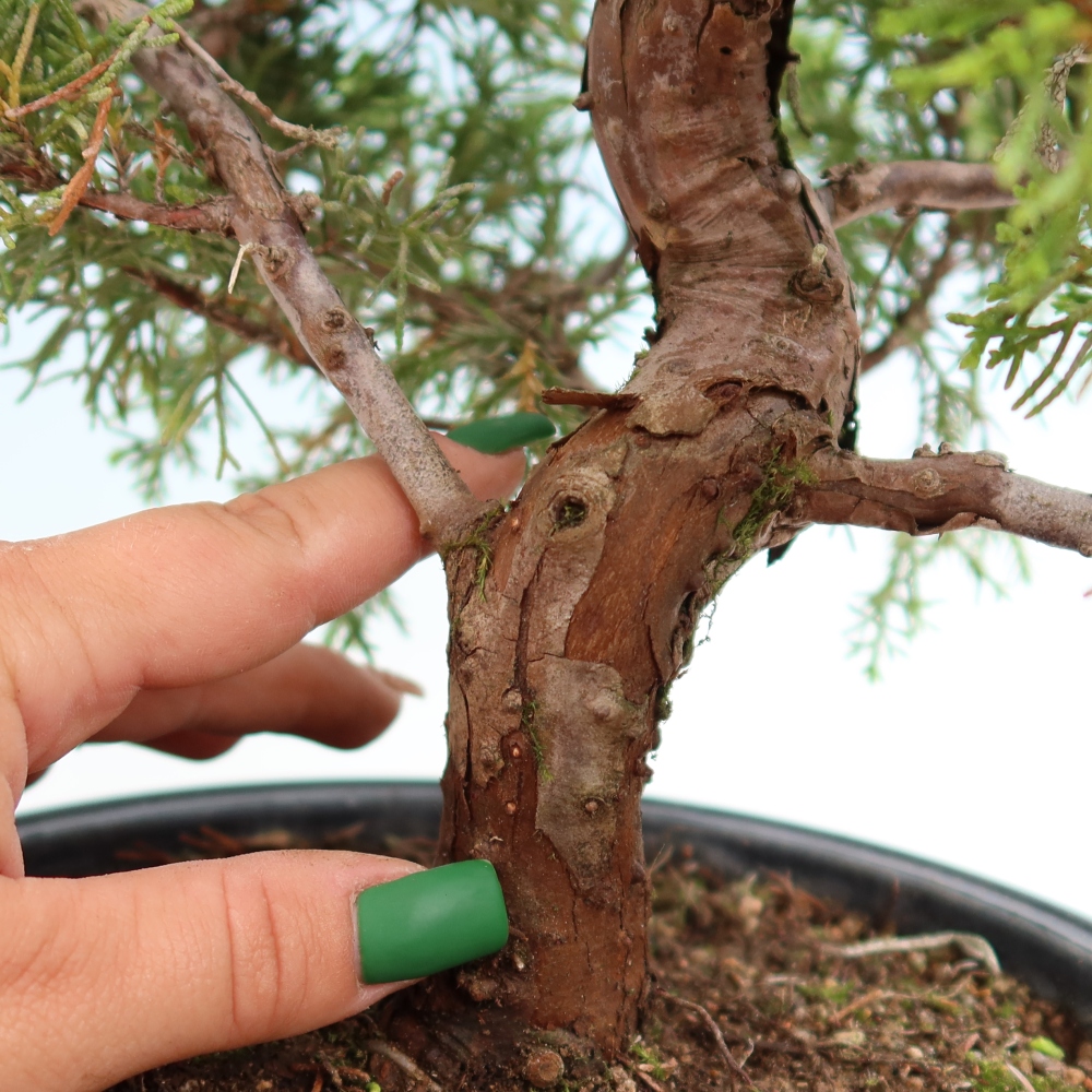 Bonsaï d'extérieur - Juniperus chinensis Itoigawa-Juniperus chinensis