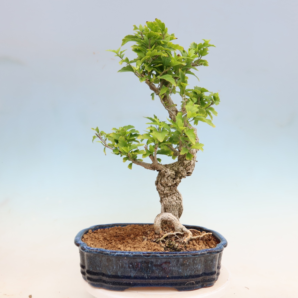 Bonsaï d'extérieur - Hibiscus syriacus - Hibiscus de Syrie