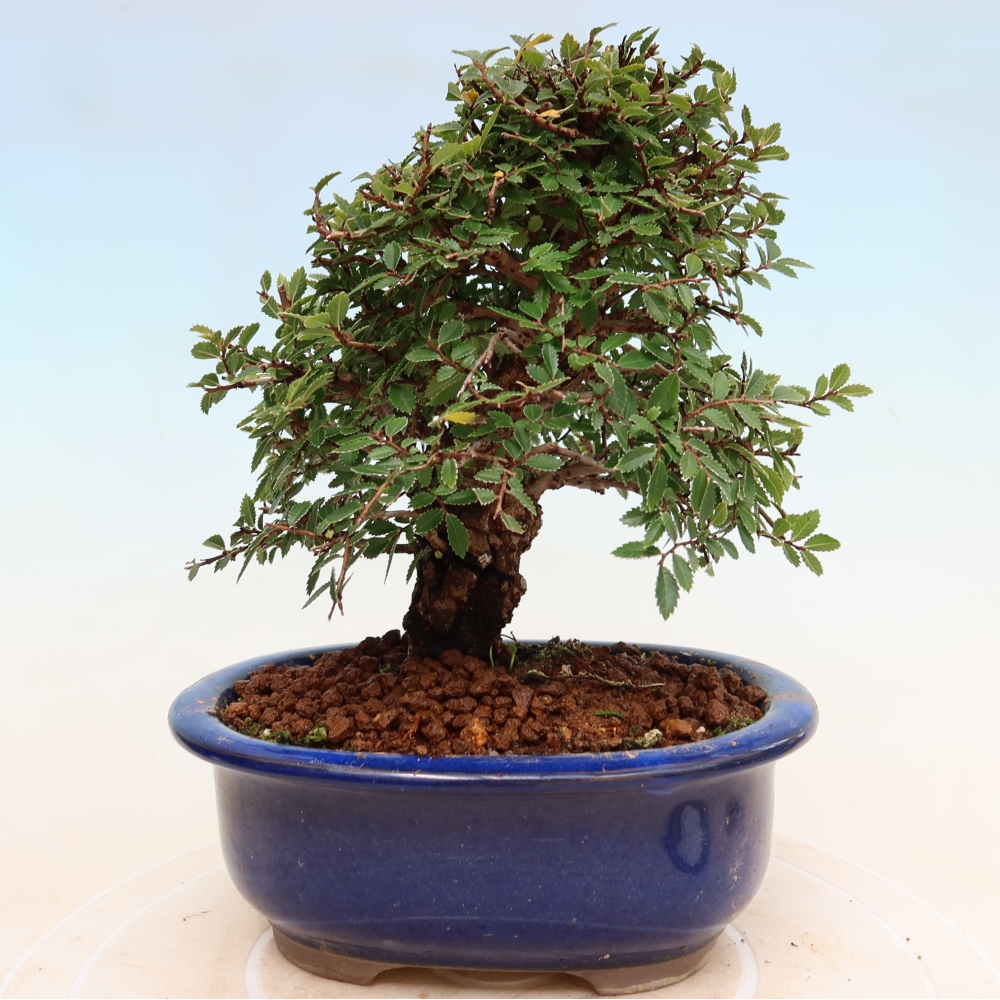 Bonsaï d'extérieur - Zelkova - Zelkova NIRE