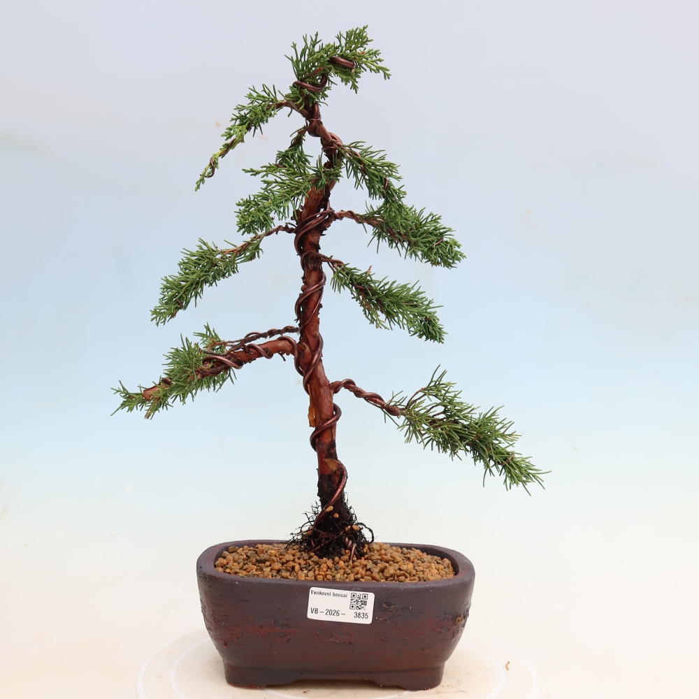 Bonsaï d'extérieur - Juniperus chinensis Kishu