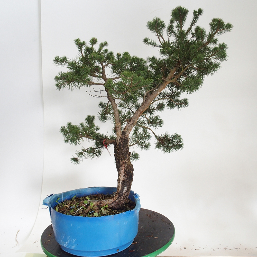 Yamadori - Pinus sylvestris Espagne