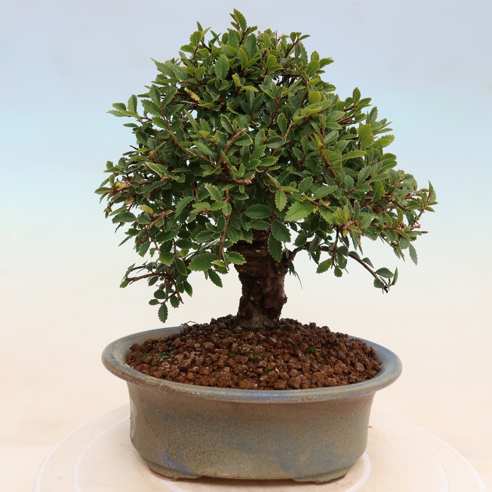 Bonsaï d'extérieur - Zelkova - Zelkova NIRE