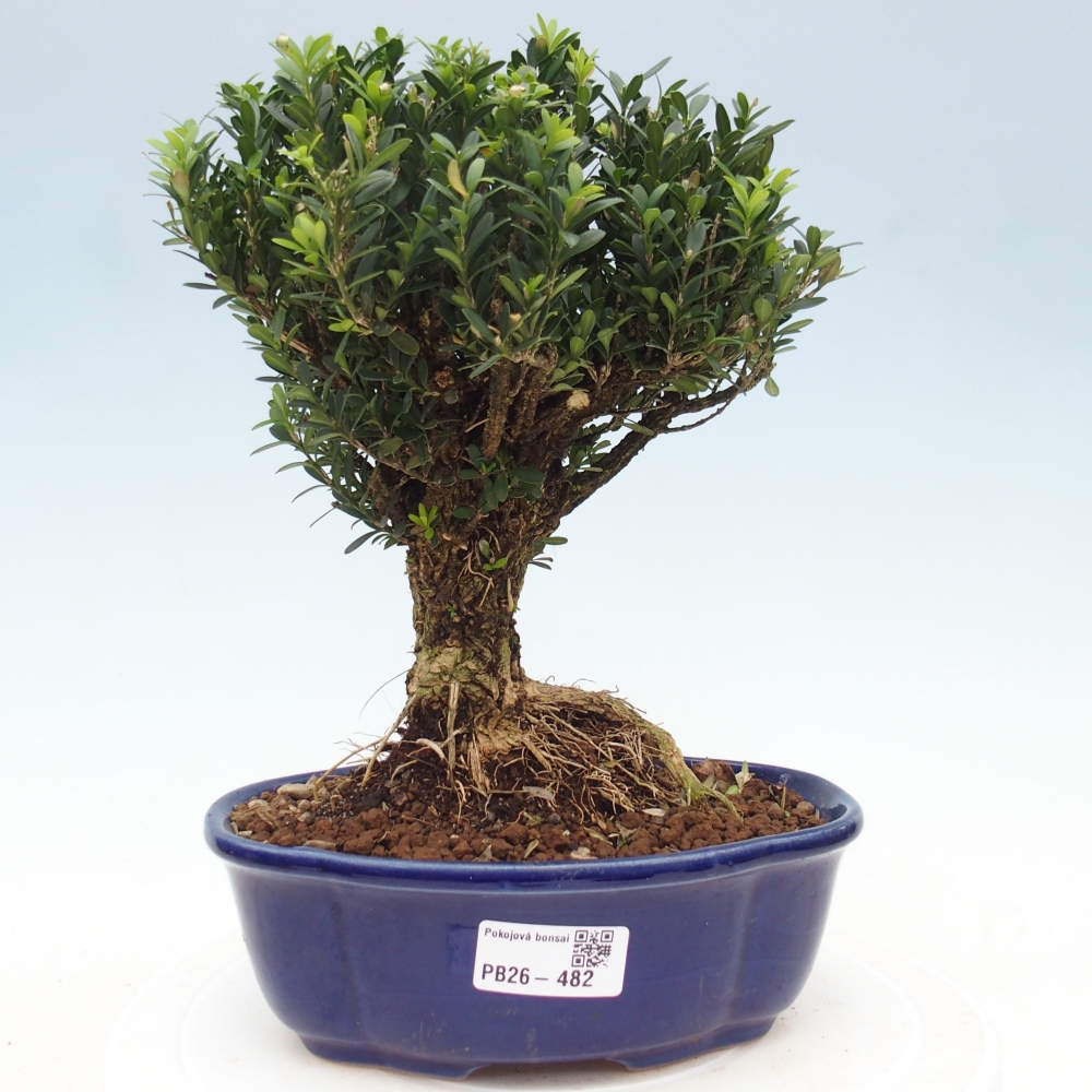 Bonsaï de chambre - Buxus harlandii - buxus liège