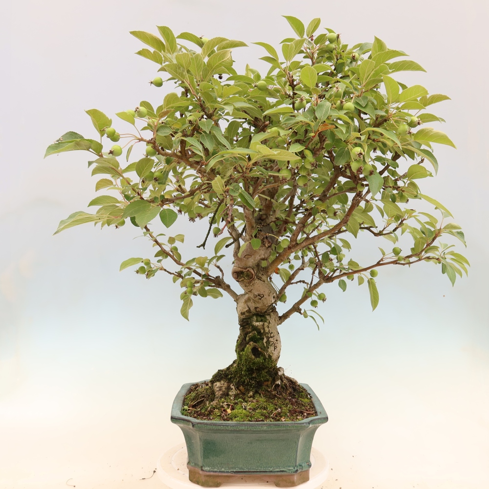 Bonsaï d'extérieur -Malus halliana - Pommier à petits fruits