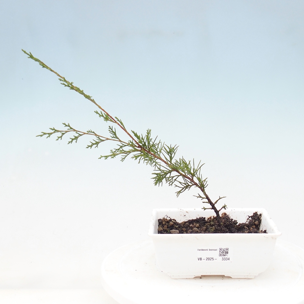 Bonsaï d'extérieur - Juniperus chinensis Itoigawa