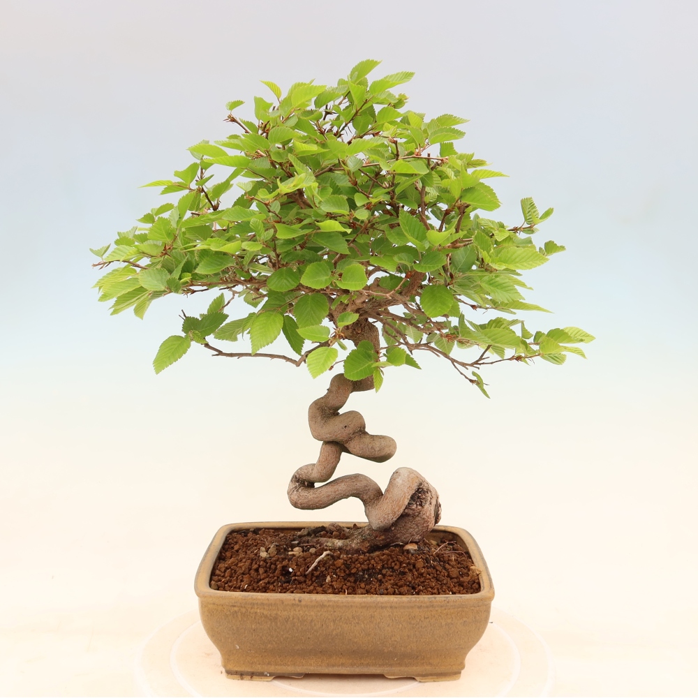 Bonsaï d'extérieur -Carpinus Coreana - Charme de Corée