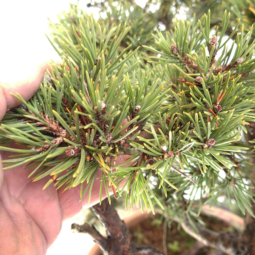 Yamadori - Pinus sylvestris Espagne
