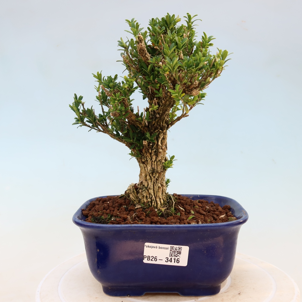 Bonsaï de chambre - Buxus harlandii - buxus liège