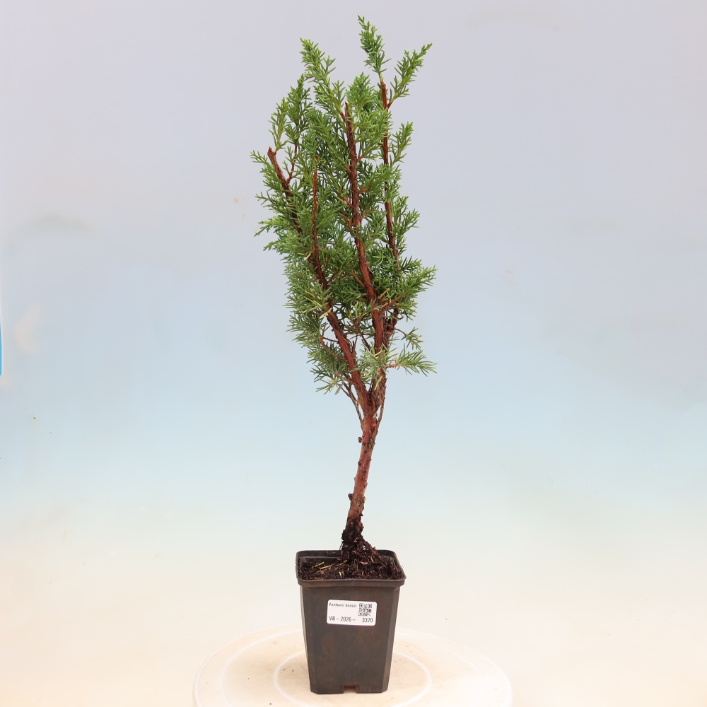 Bonsaï d'extérieur - Juniperus chinensis Kishu