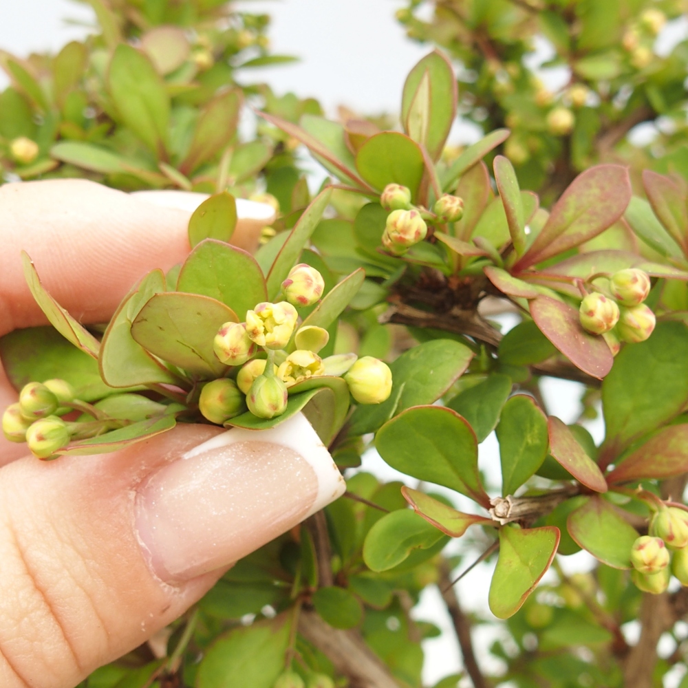Bonsaï d'extérieur - Berberis coreana