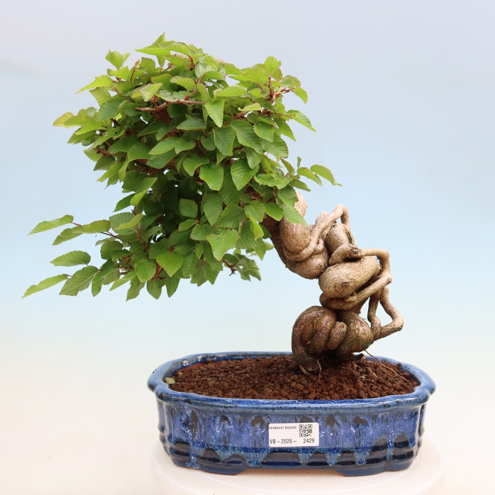 Bonsaï d'extérieur -Carpinus Coreana - Charme de Corée
