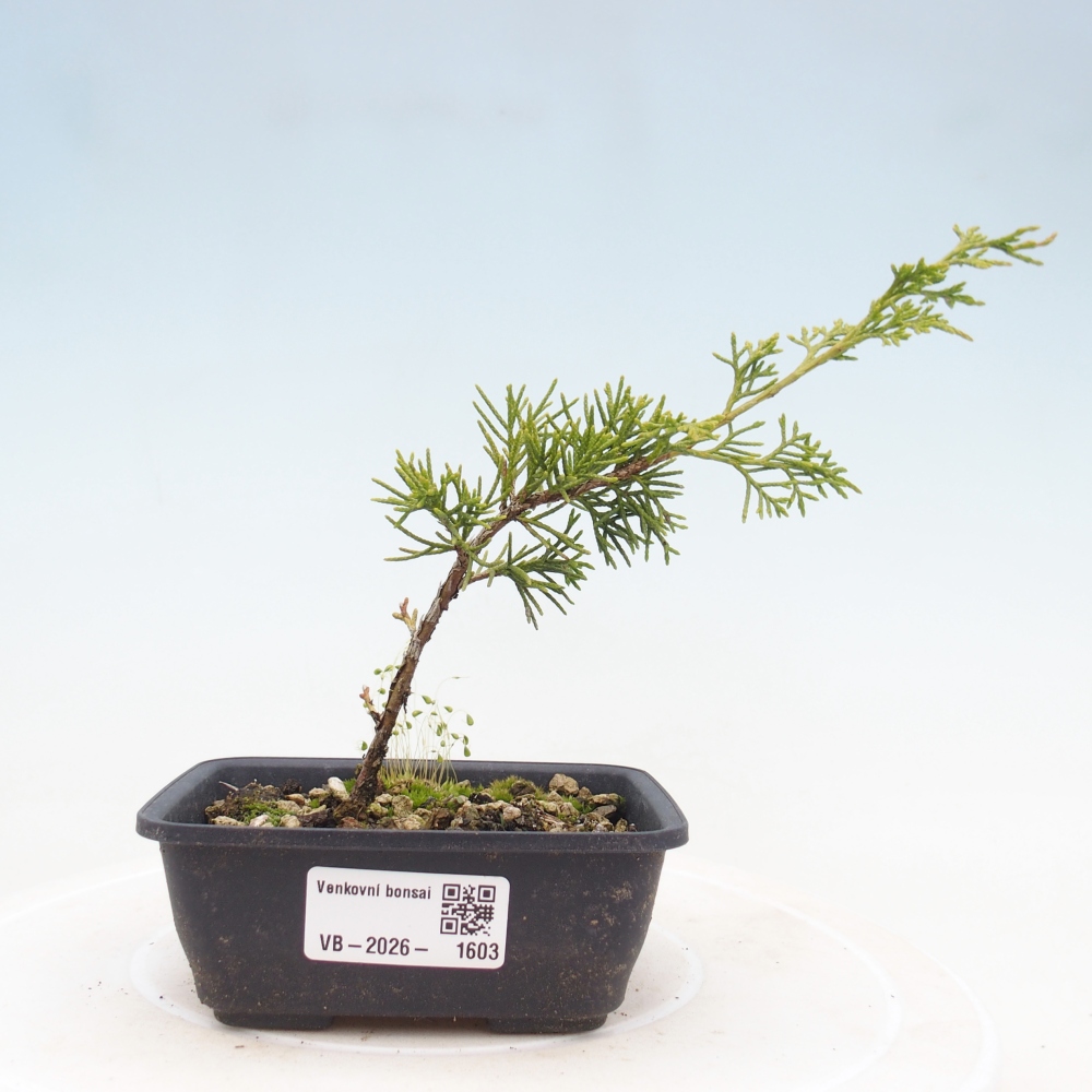 Bonsaï d'extérieur - Juniperus chinensis Itoigawa