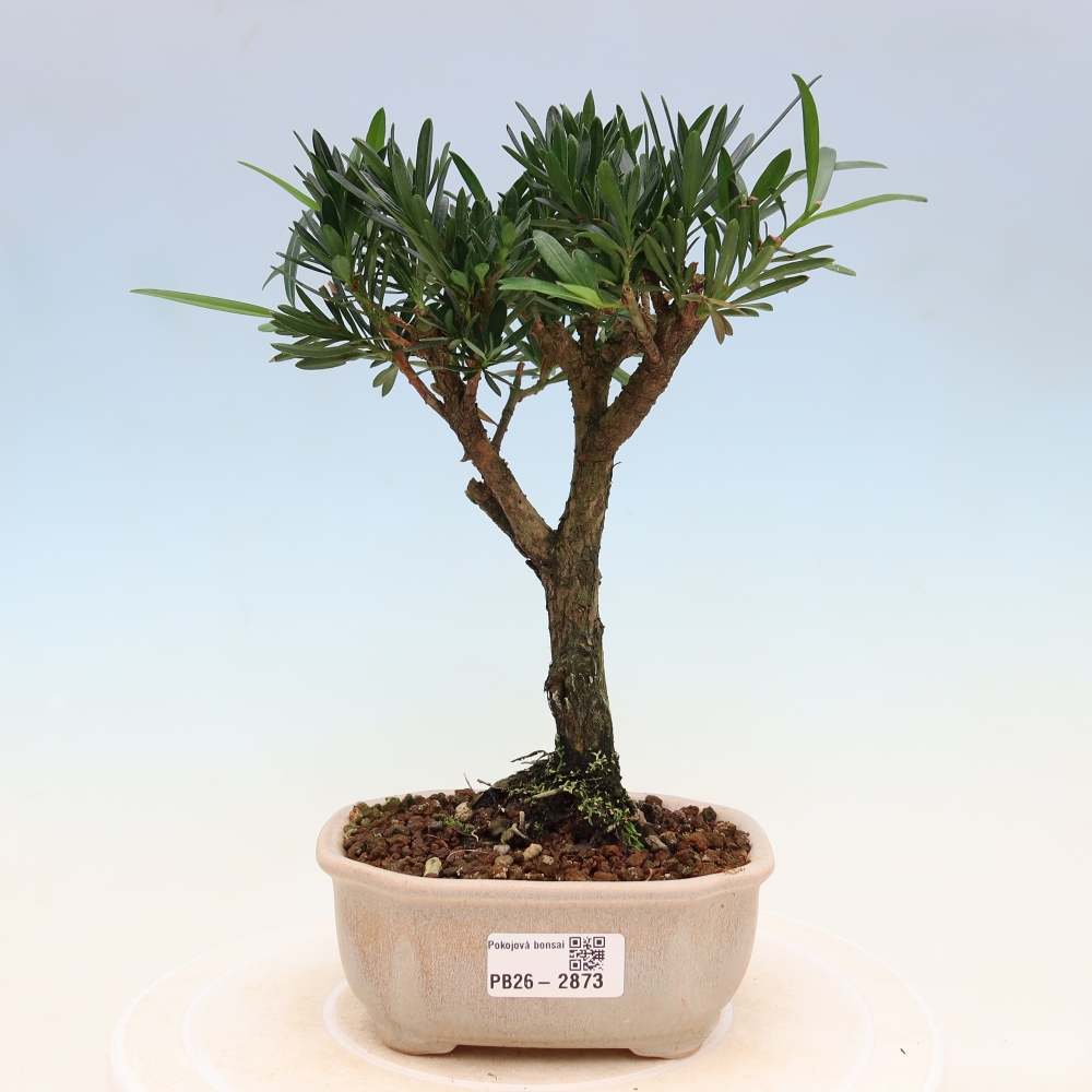 Salle bonsaï - Podocarpus - If en pierre