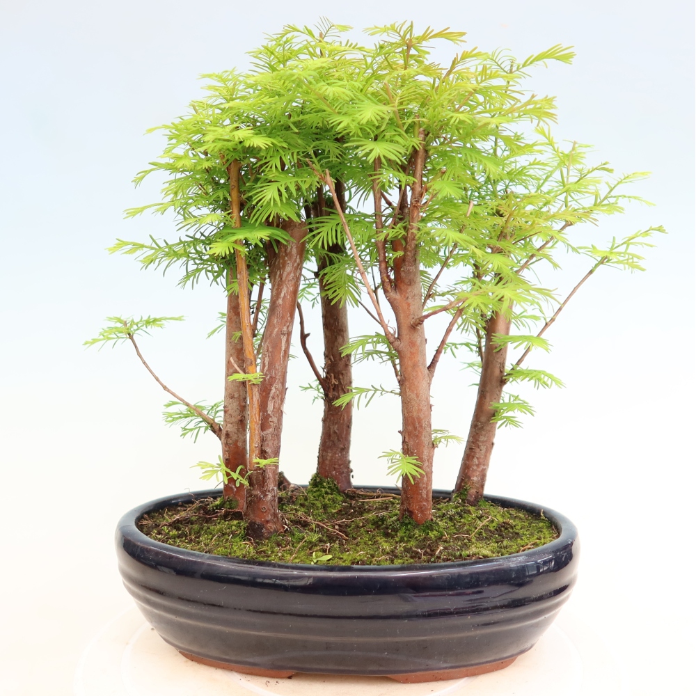 Bonsaï d'extérieur - Metasequoia glyptostroboides - Métaséquoia de Chine - petit bosquet