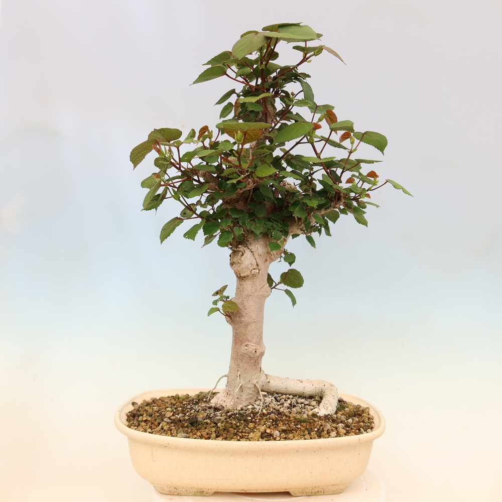 Bonsaï d'intérieur - Hibiscus tiliaceus - Hibiscus de mer
